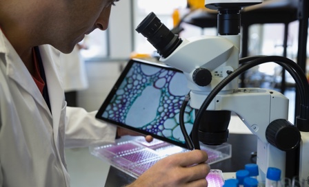 A researcher examining a sample under a microscope